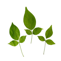 bel leaf