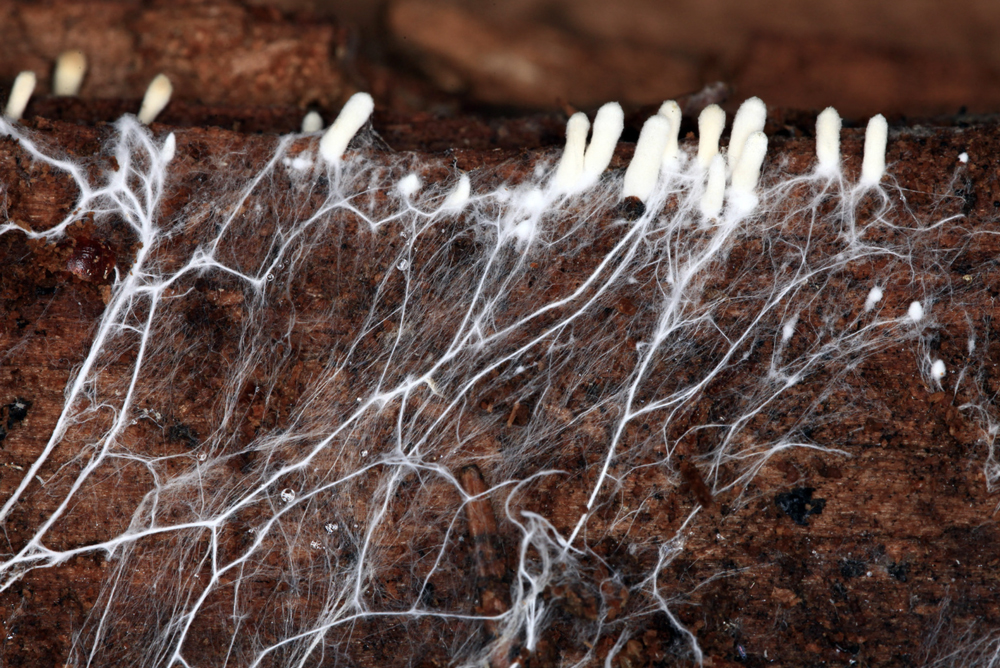 Mycelium