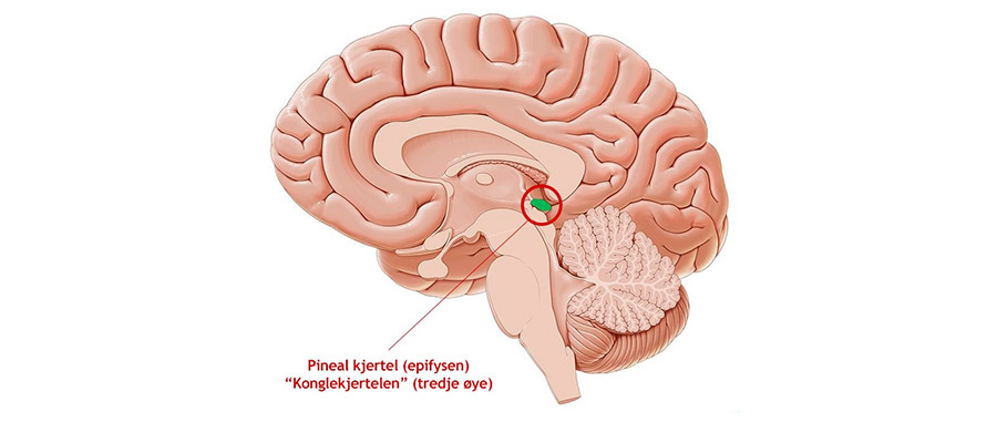 Detox av pinealkjertelen