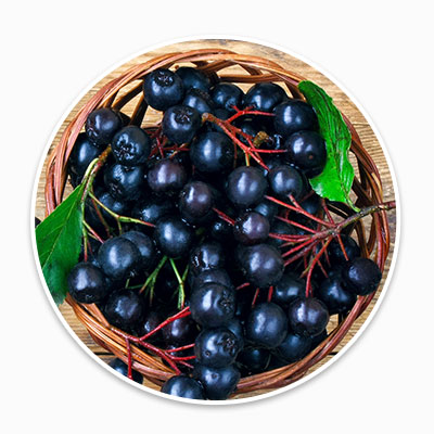 Aronia