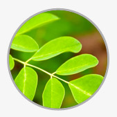 Moringa